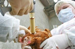 Ростовская область: проходит массовая вакцинация птиц Ростовская область: проходит массовая вакцинация птиц